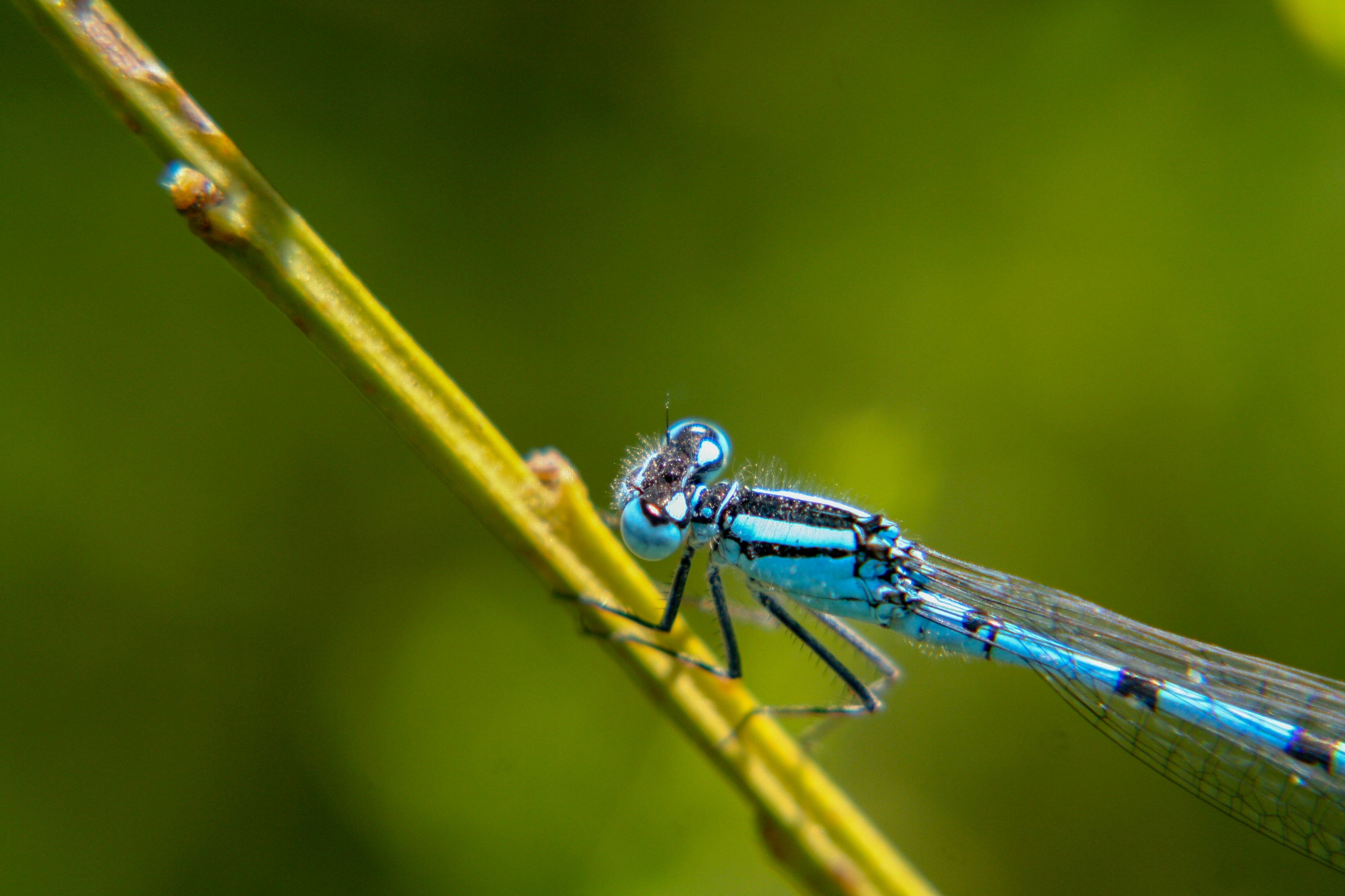 selective focus photography of blue dragonfly on green twig